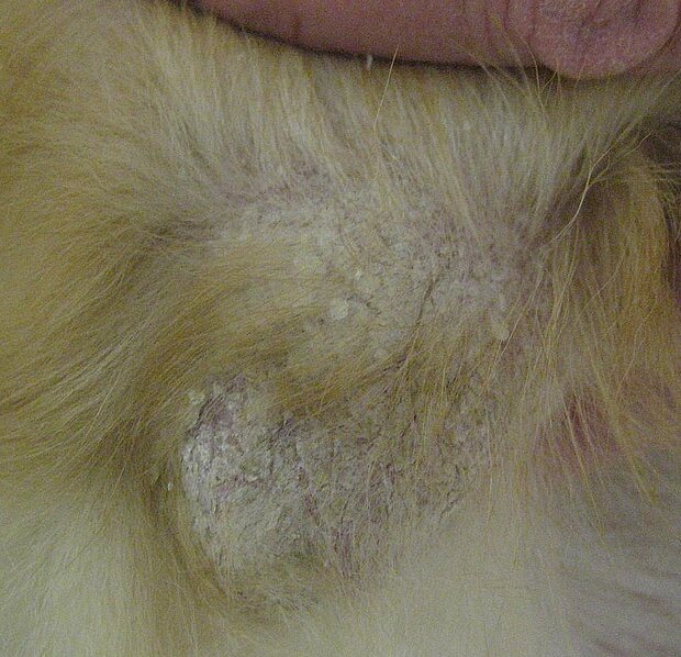 Leishmaniose Ellenbogen